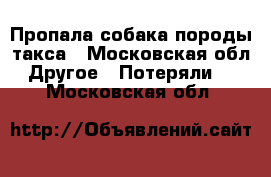 Пропала собака породы такса - Московская обл. Другое » Потеряли   . Московская обл.